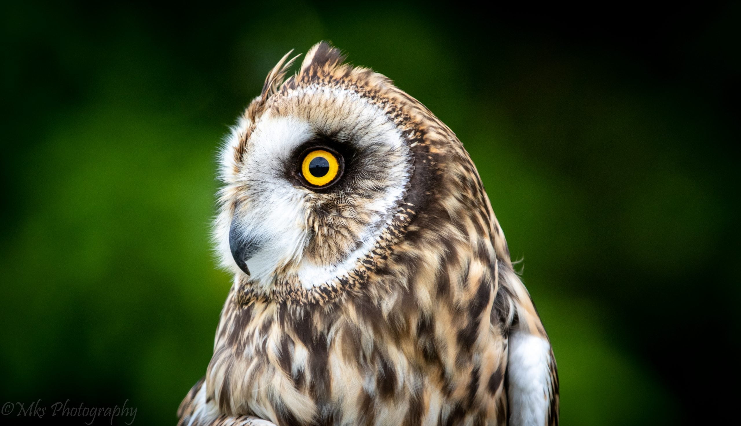 Short Eared Owl