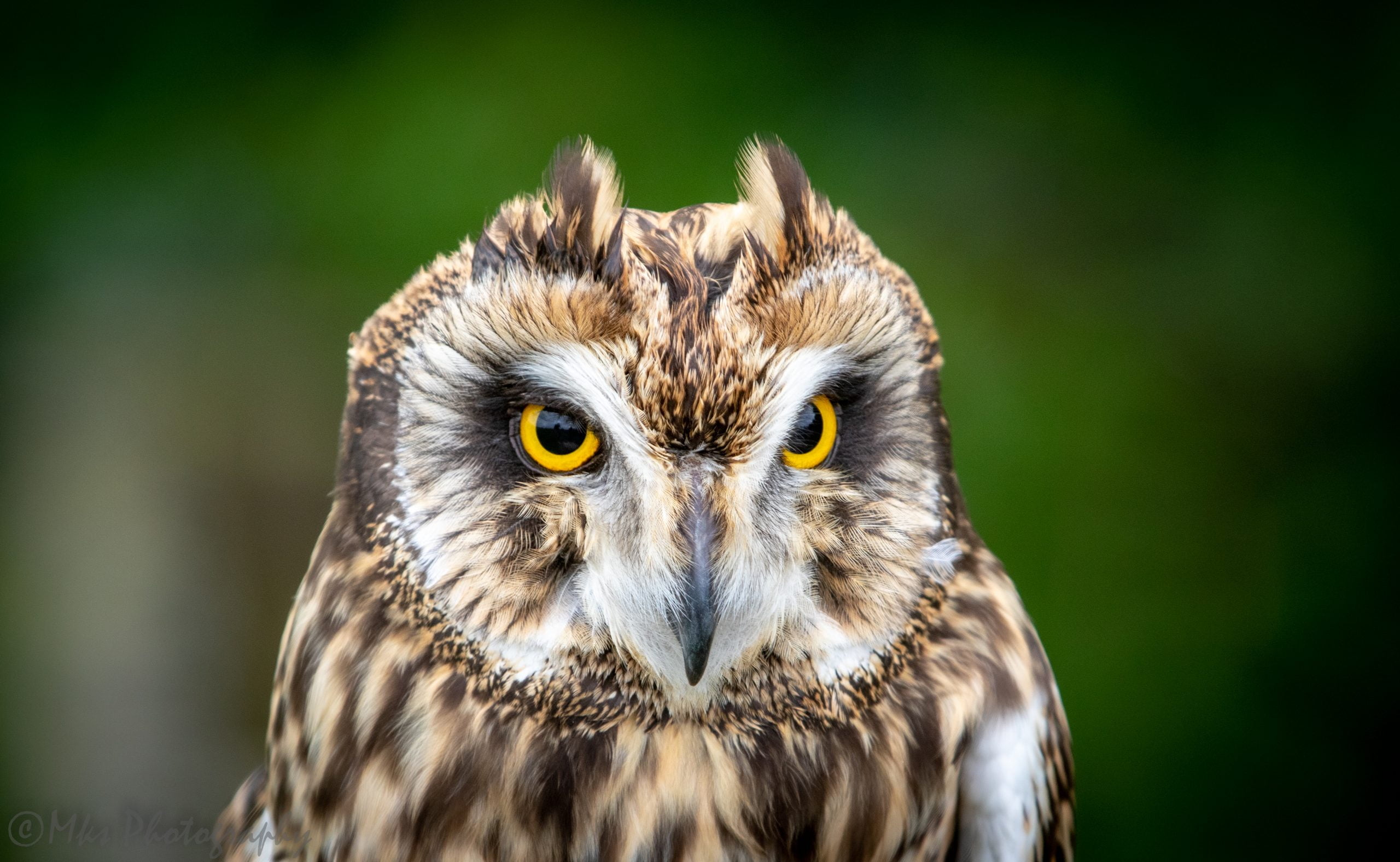 Short Eared Owl