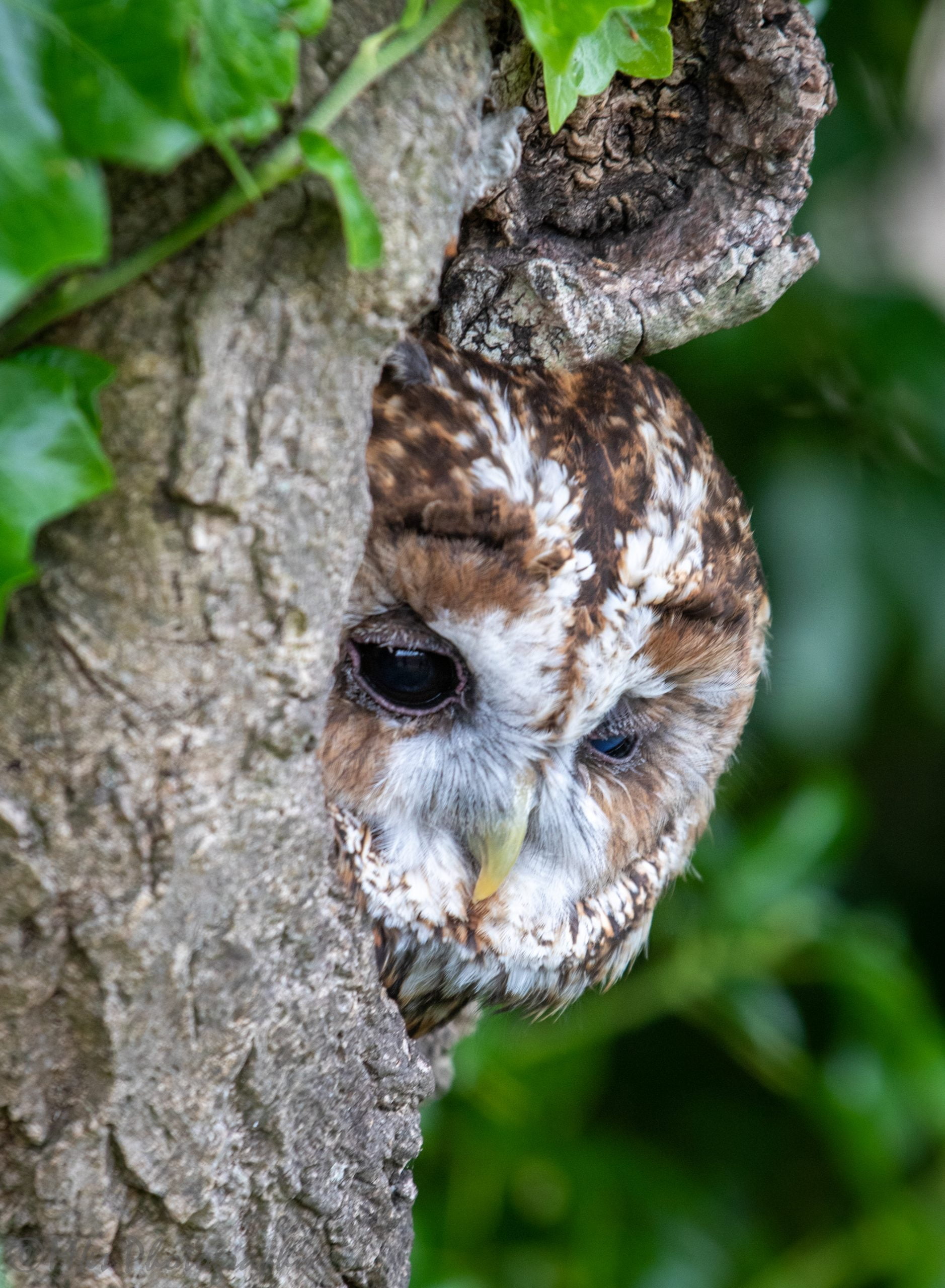 Tawny Owl