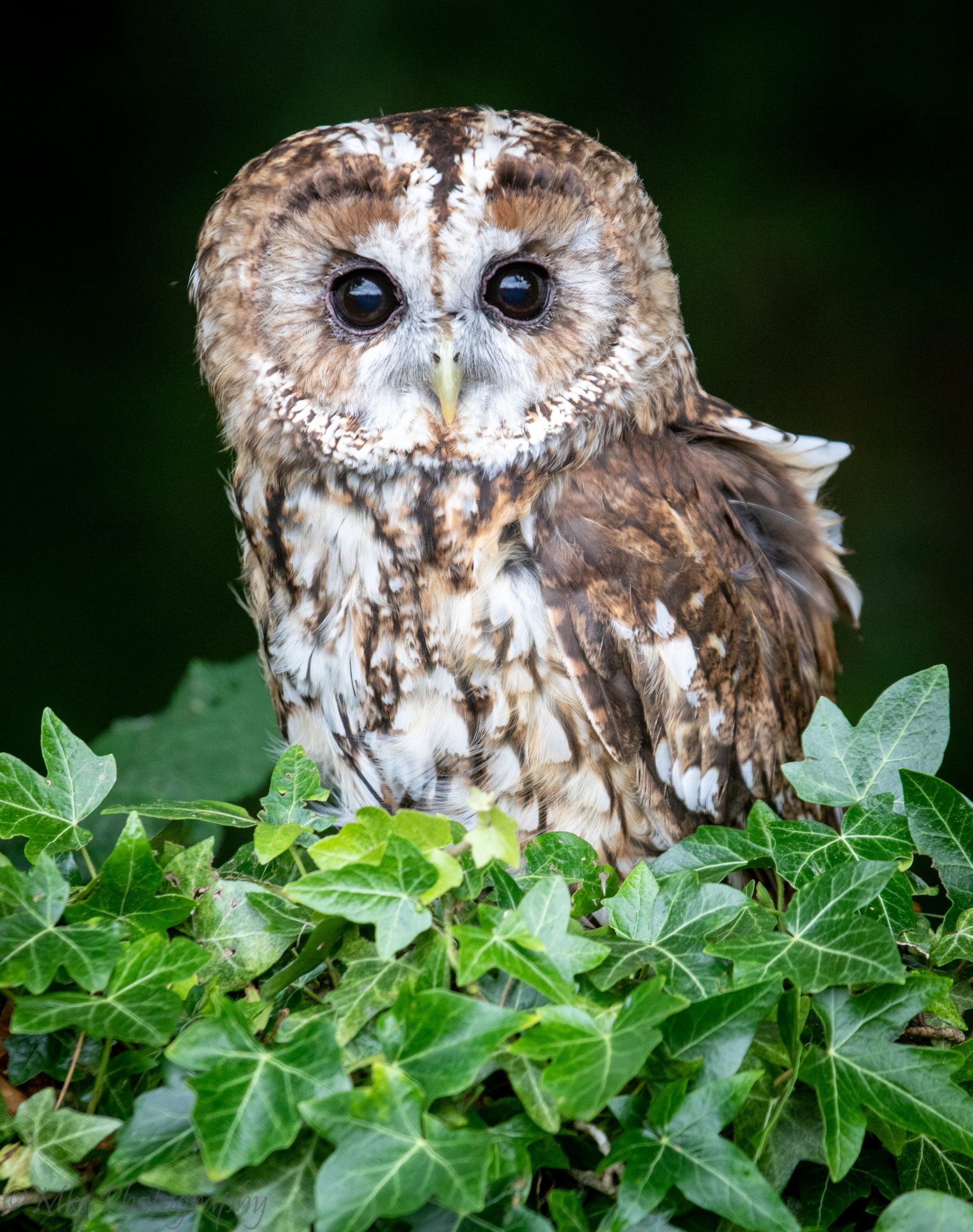 Tawny Owl