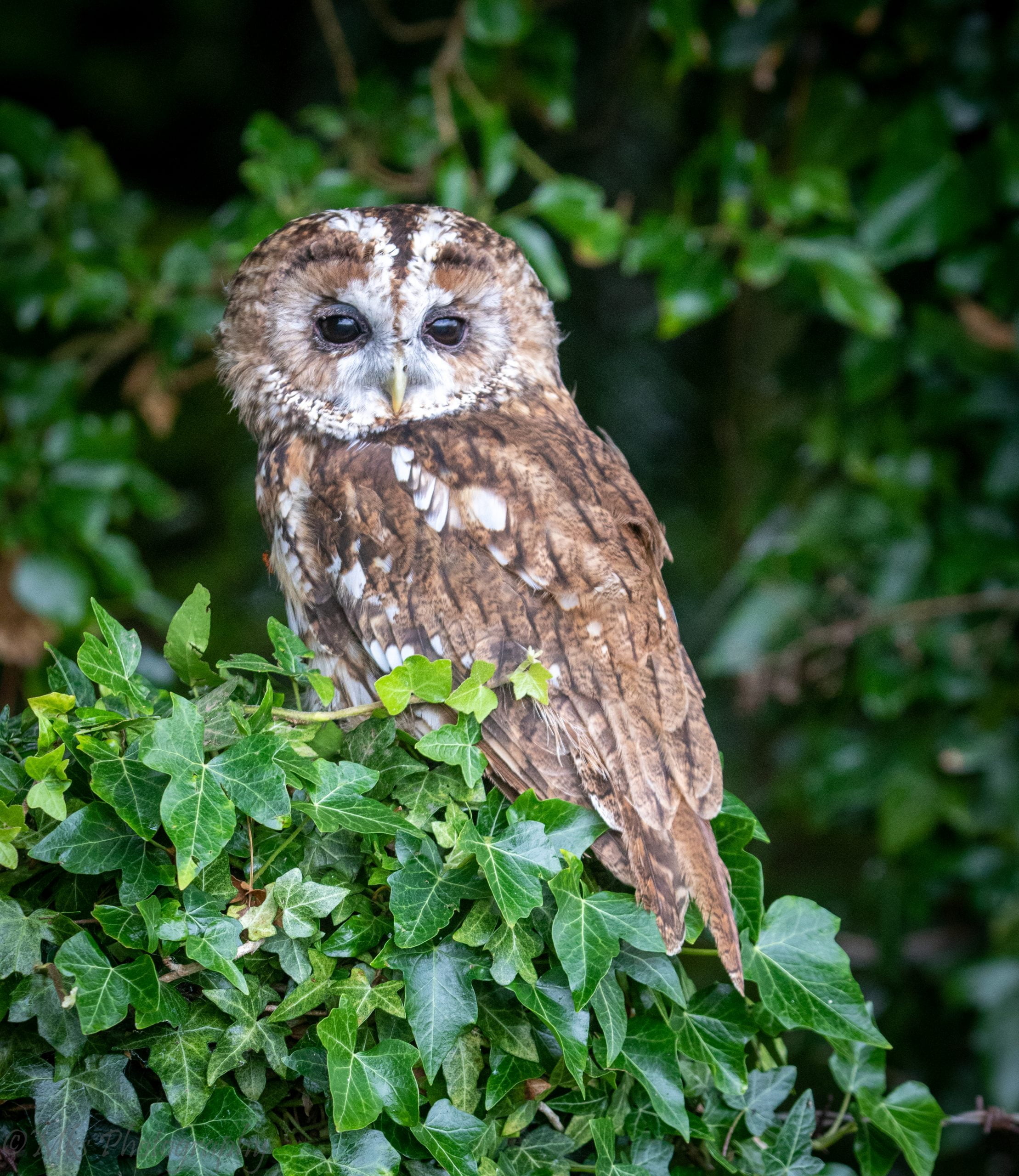 Tawny Owl