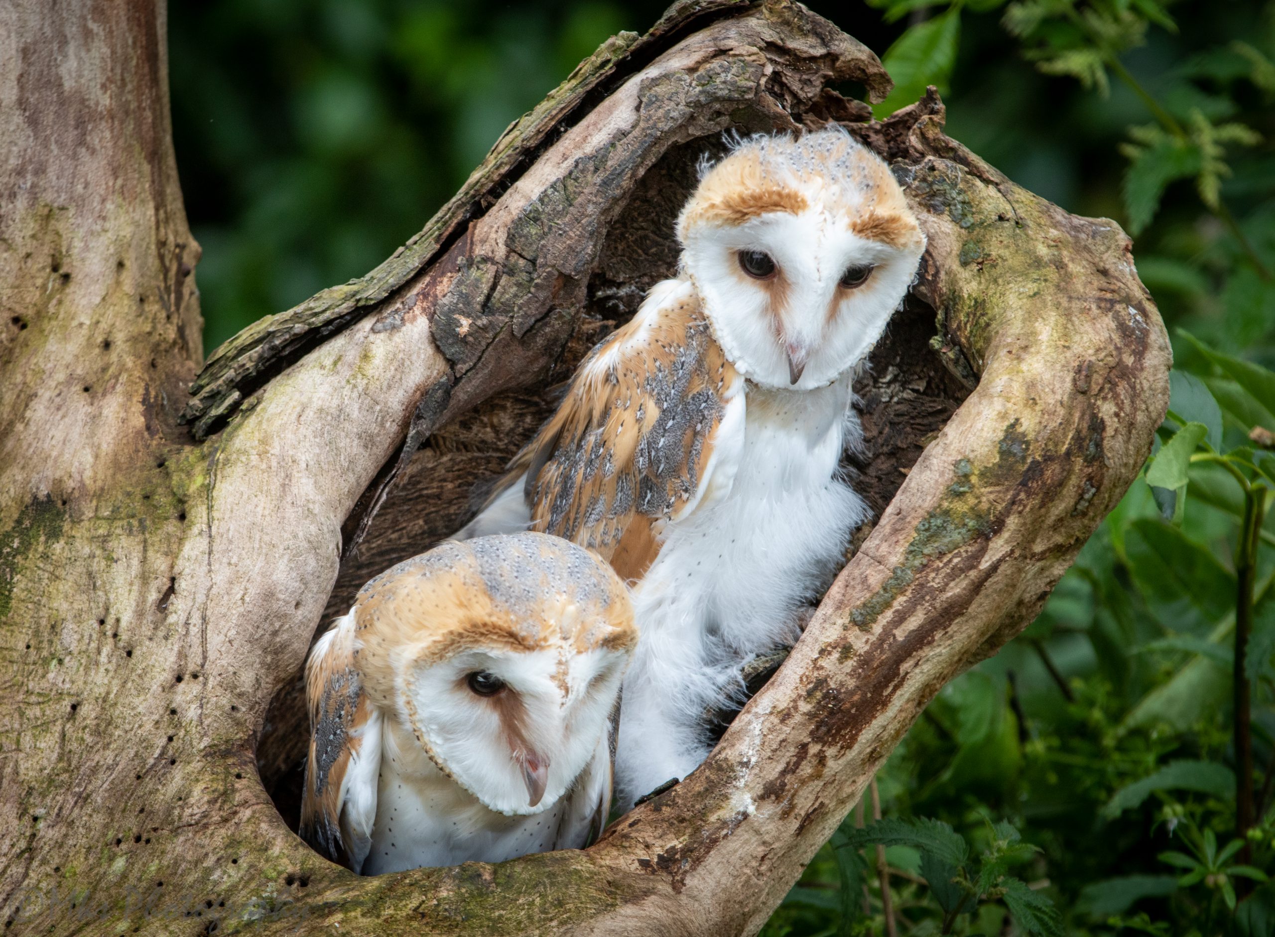 Barn Owl