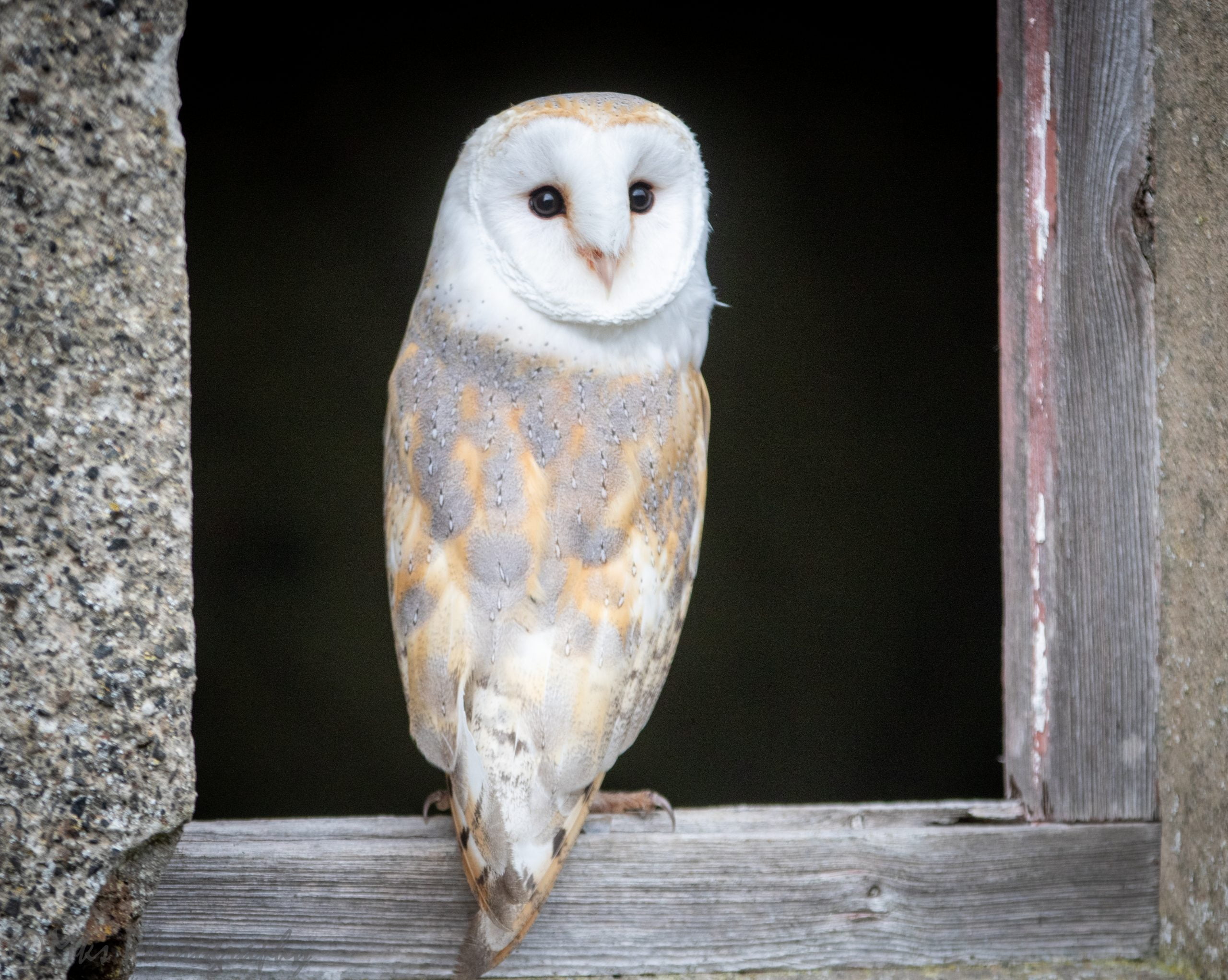 Barn Owl