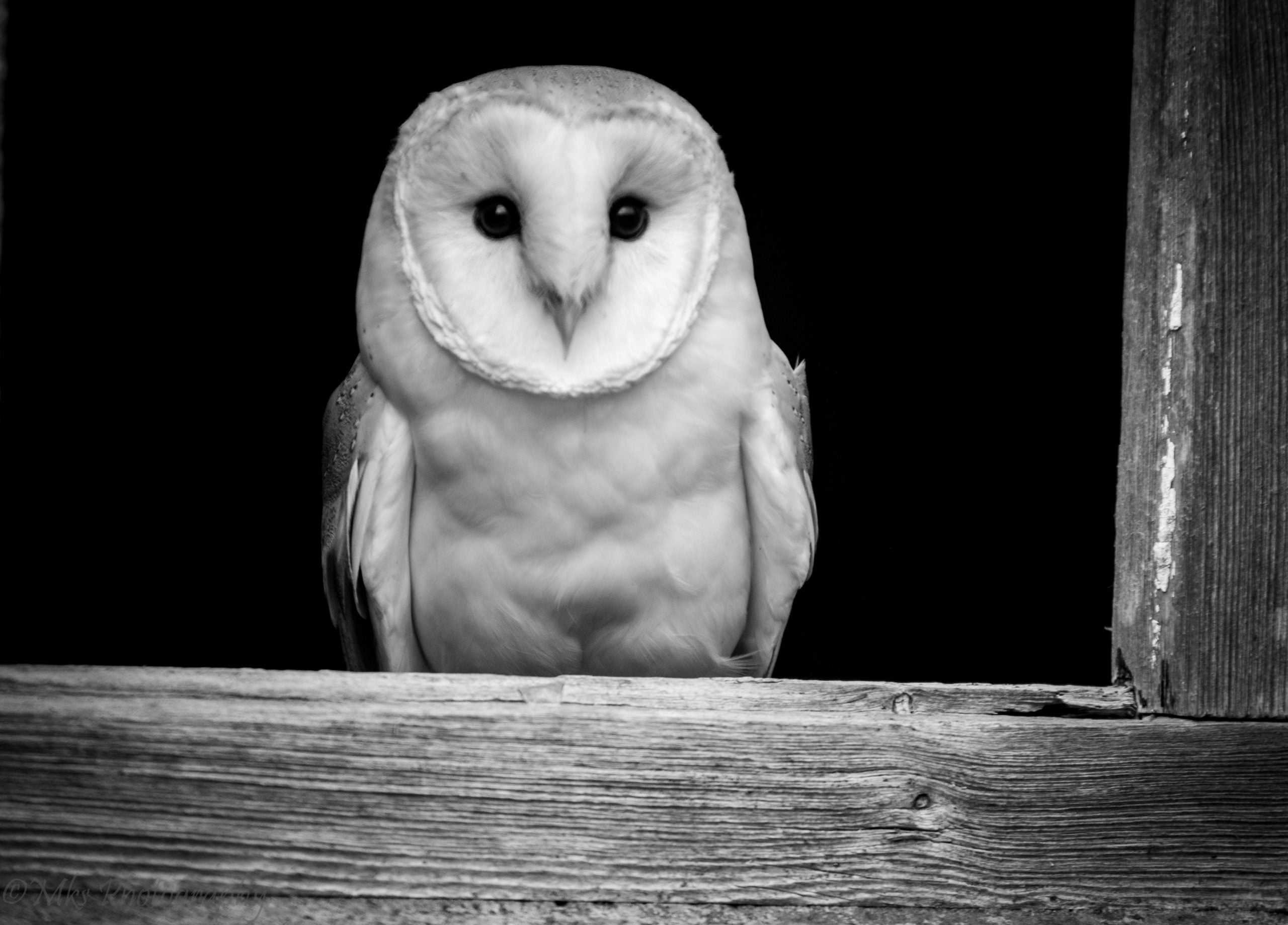 Barn Owl