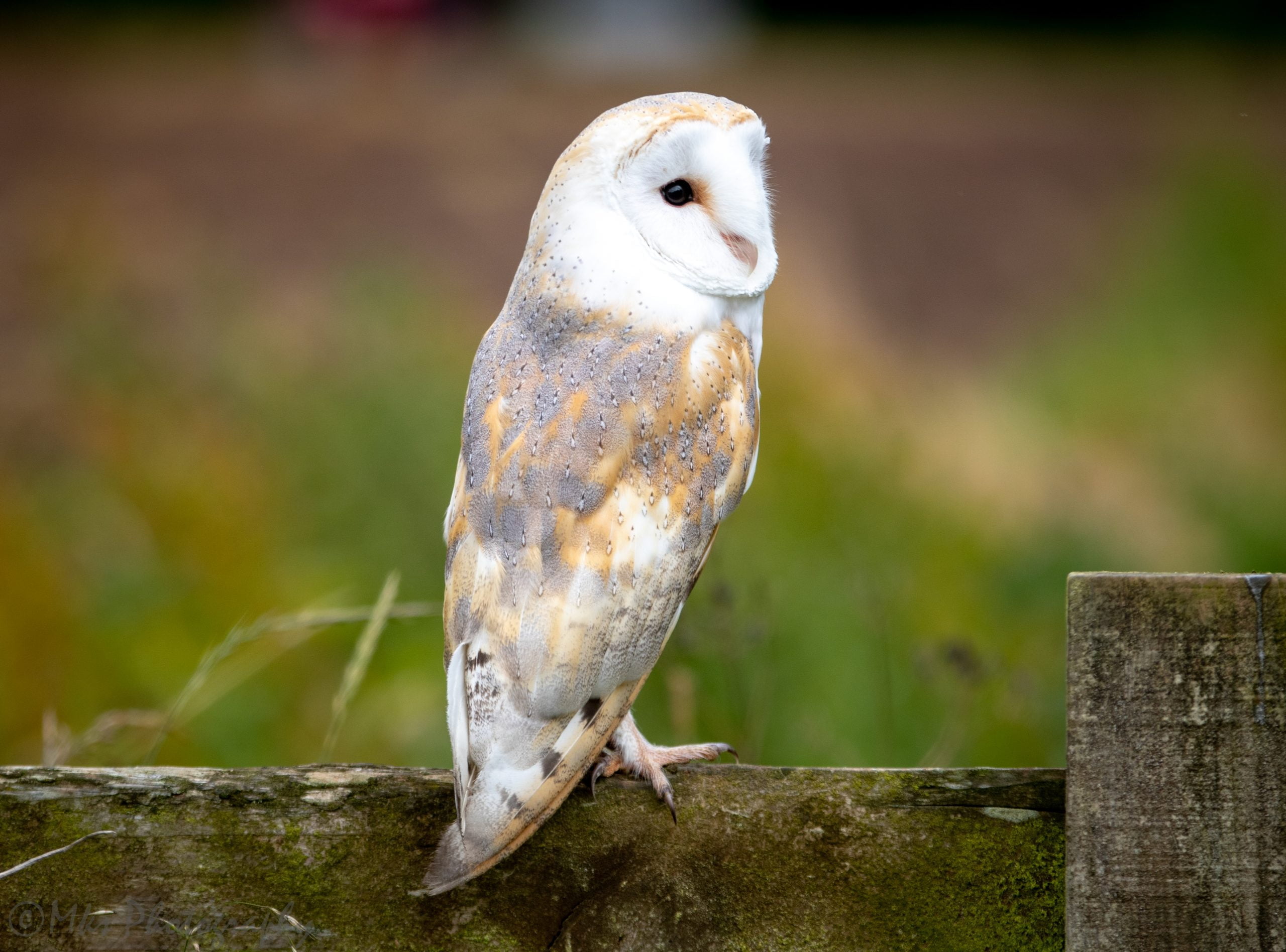 Barn Owl