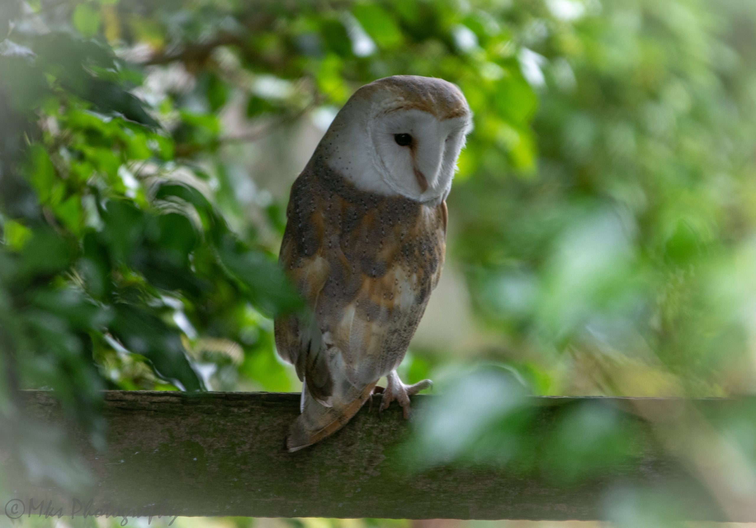 Barn Owl