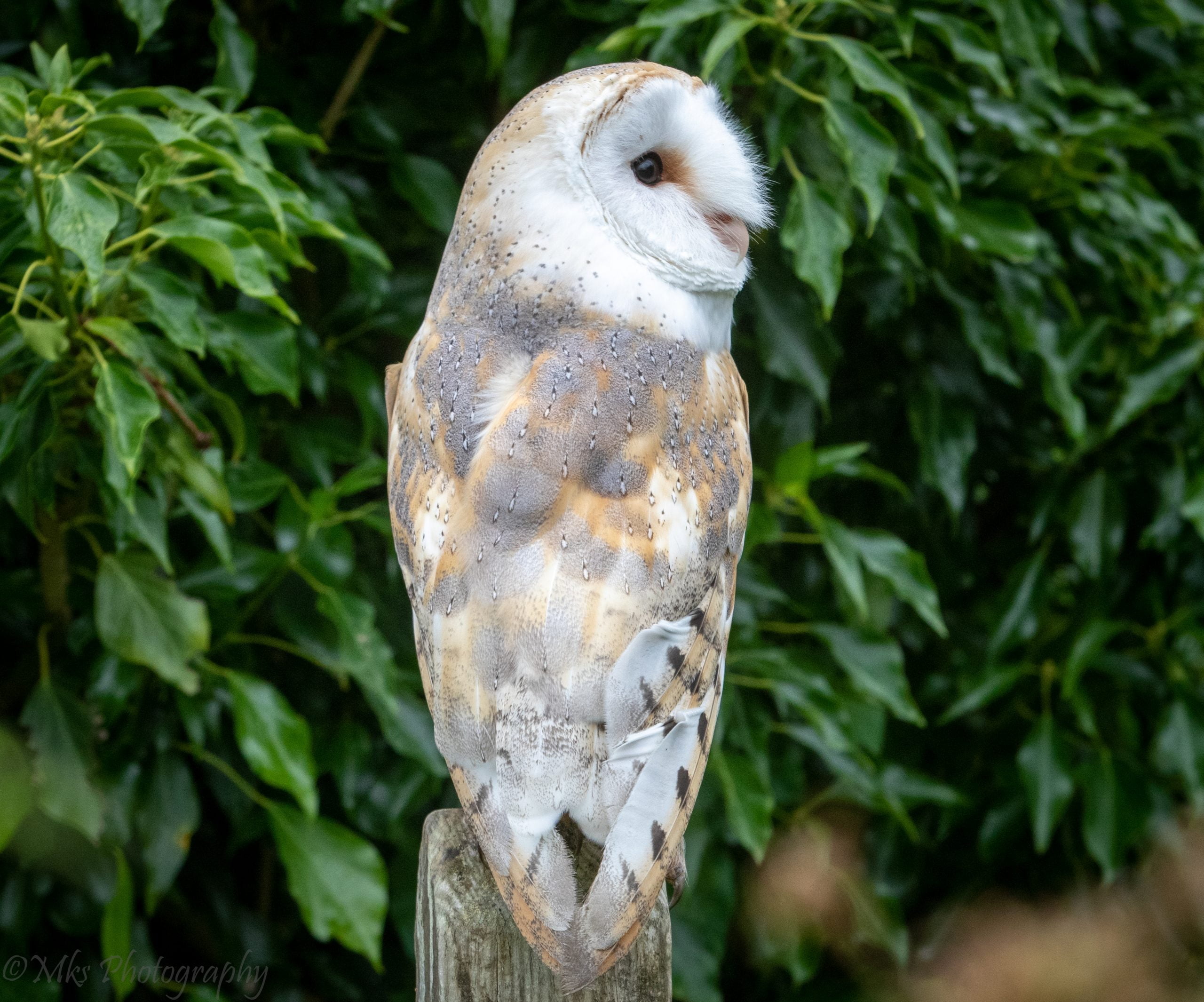 Barn Owl