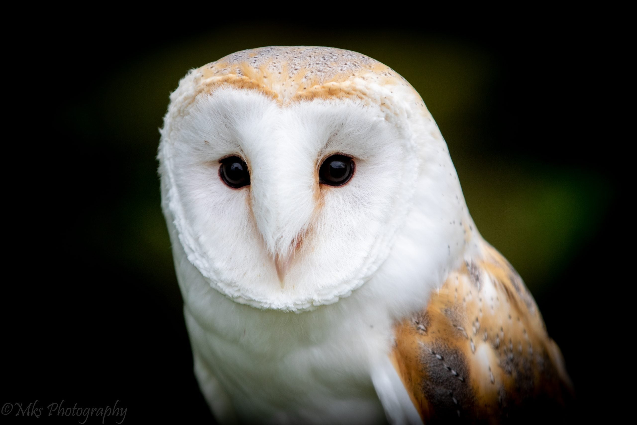 Barn Owl