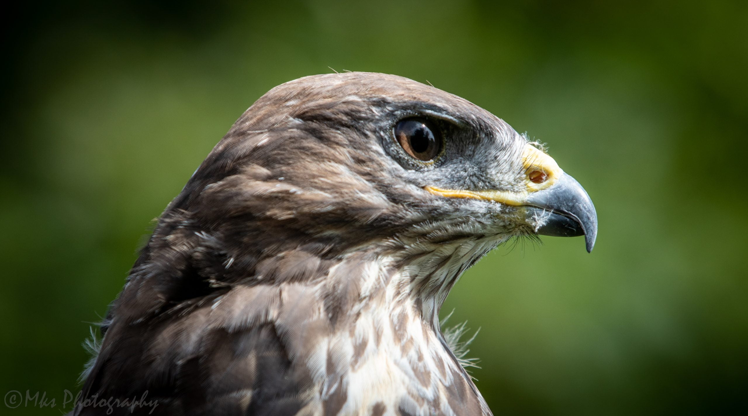 Buzzard