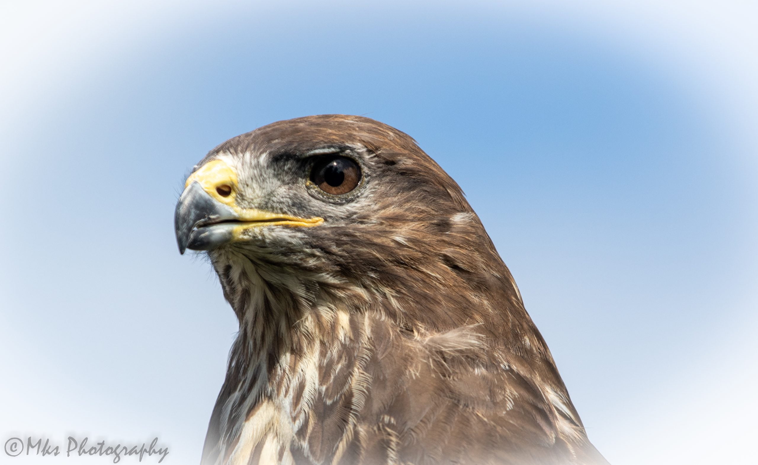 Buzzard