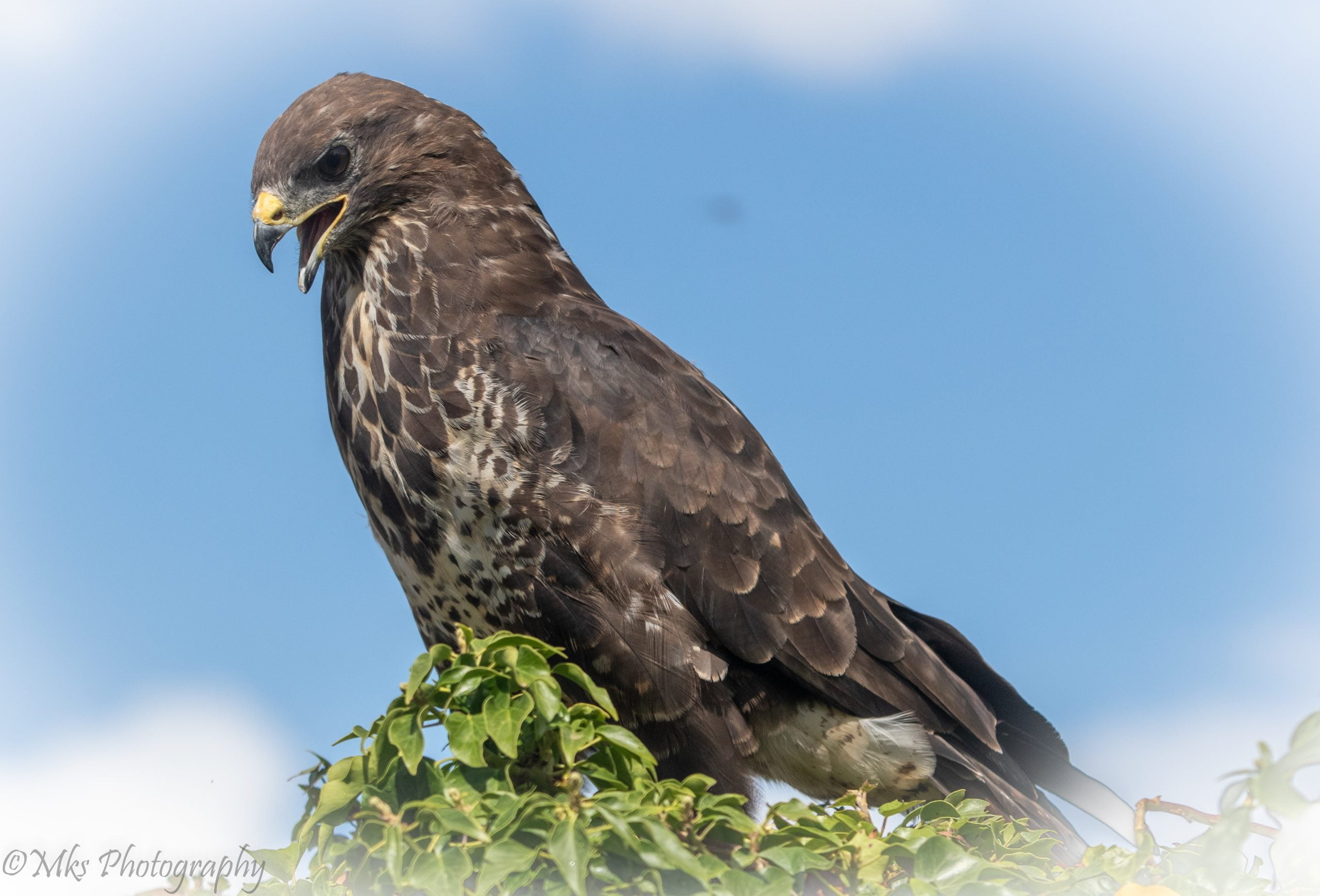 Buzzard