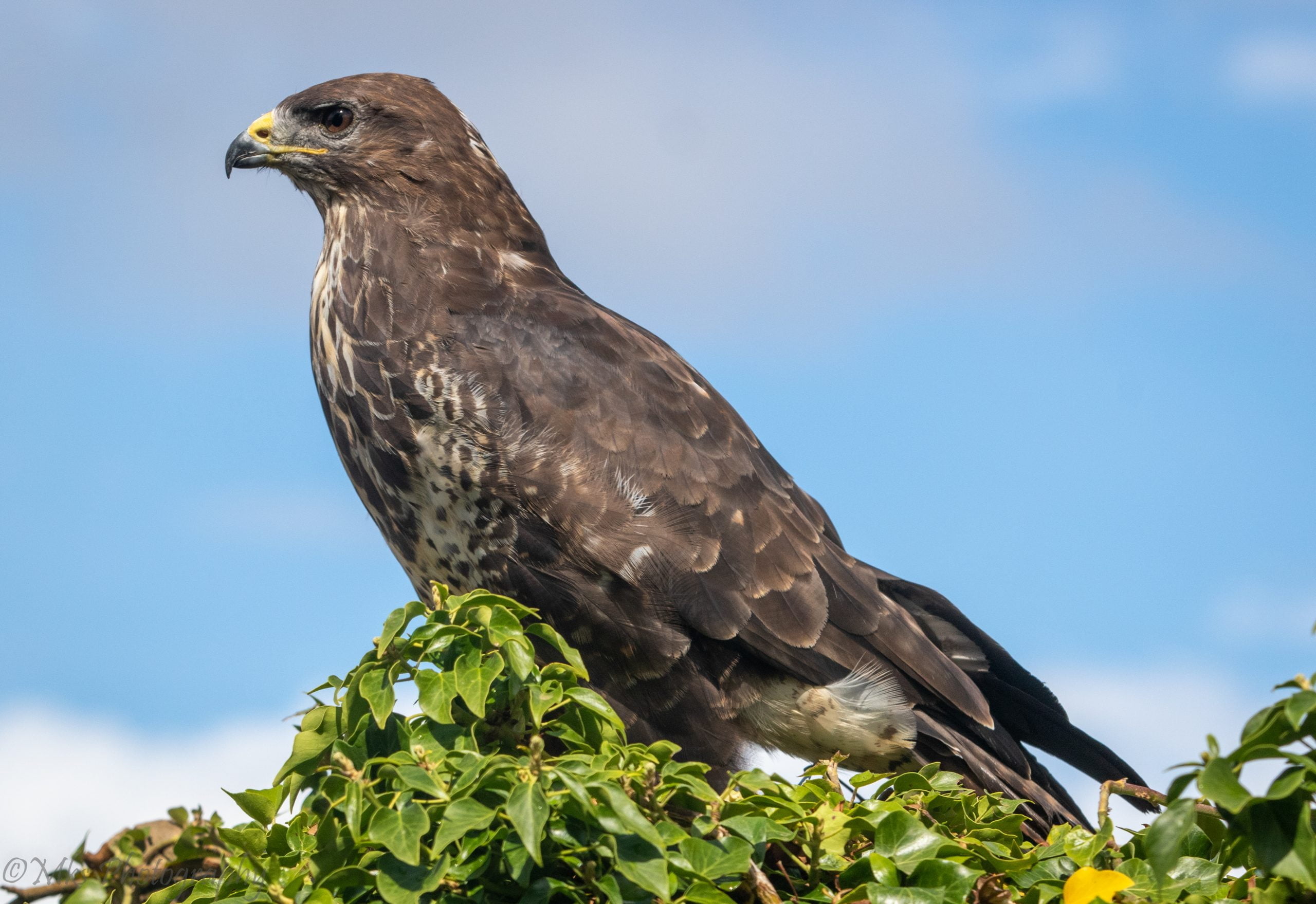 Buzzard