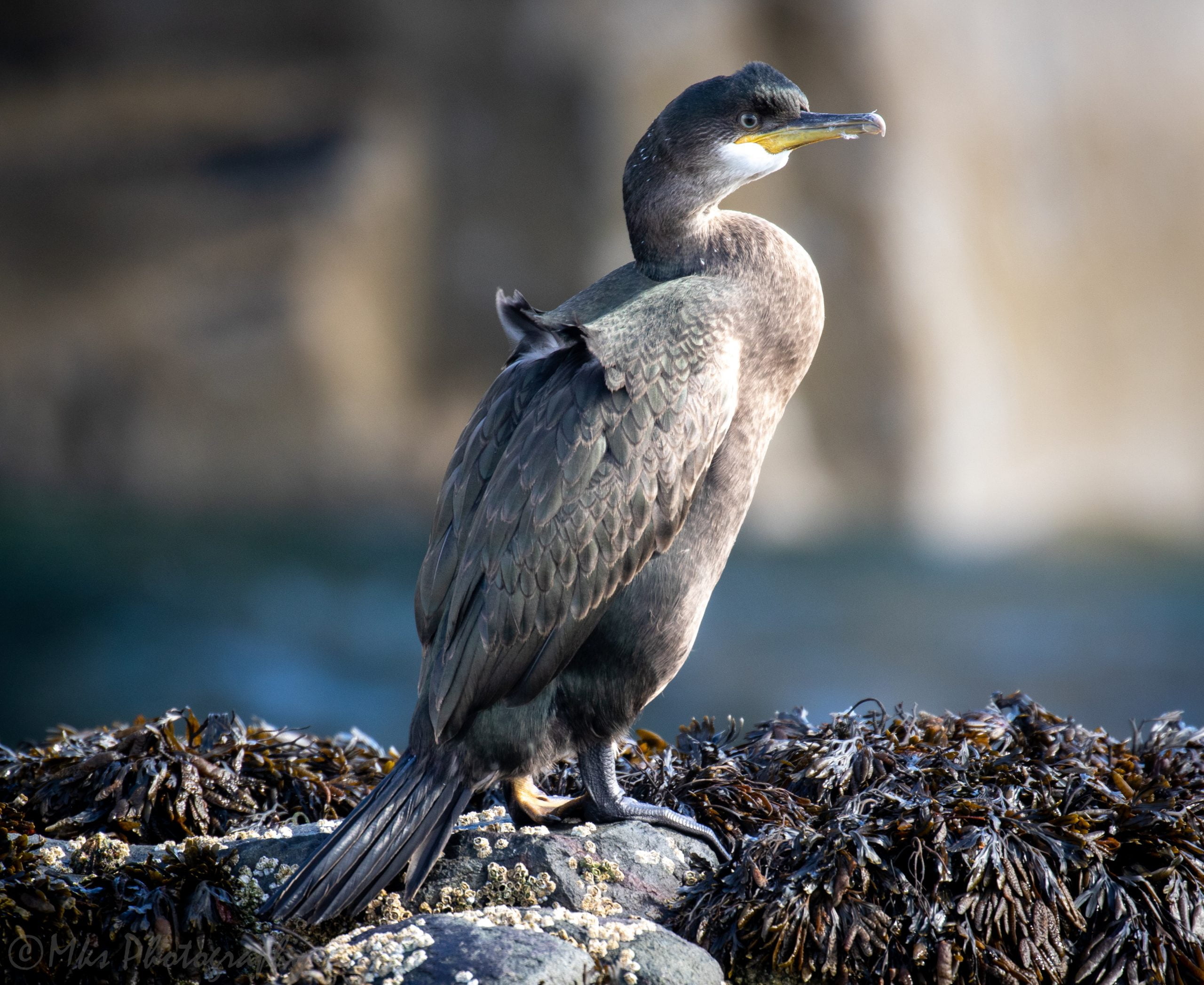 Shag
