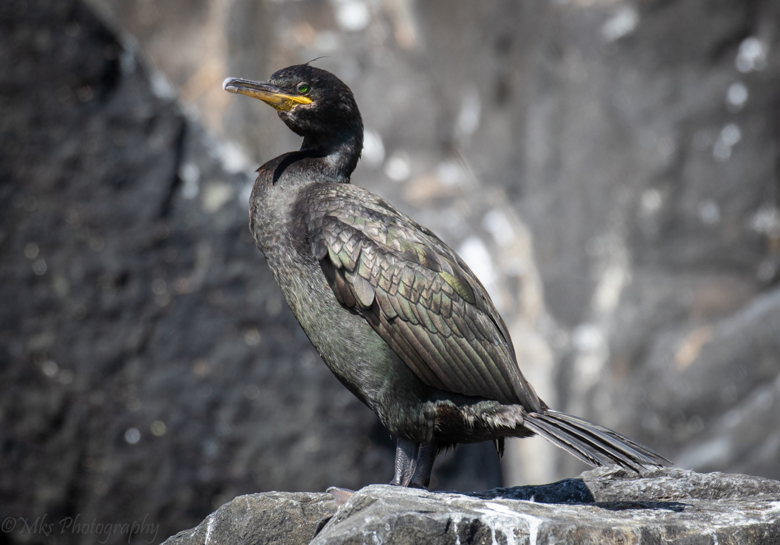 Shag