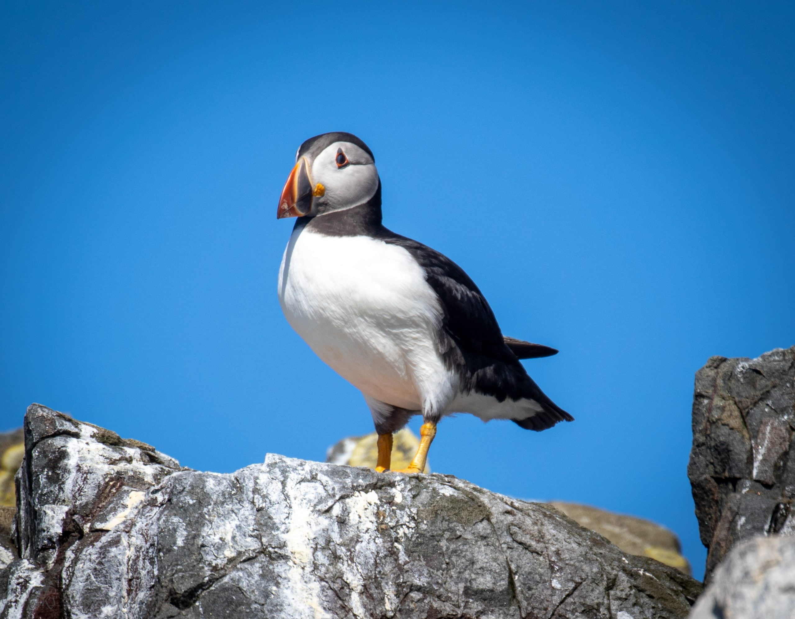Puffin