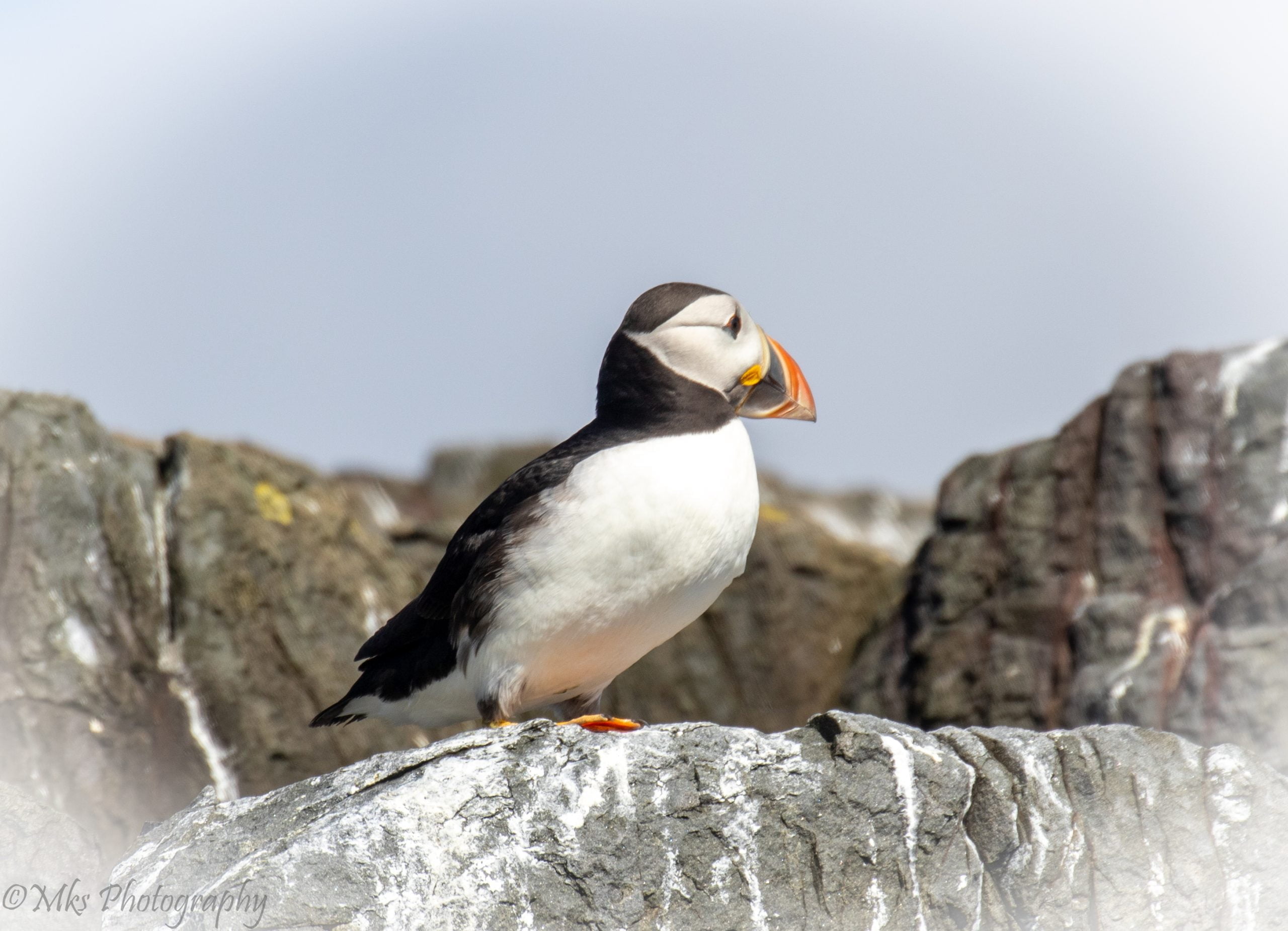 Puffin