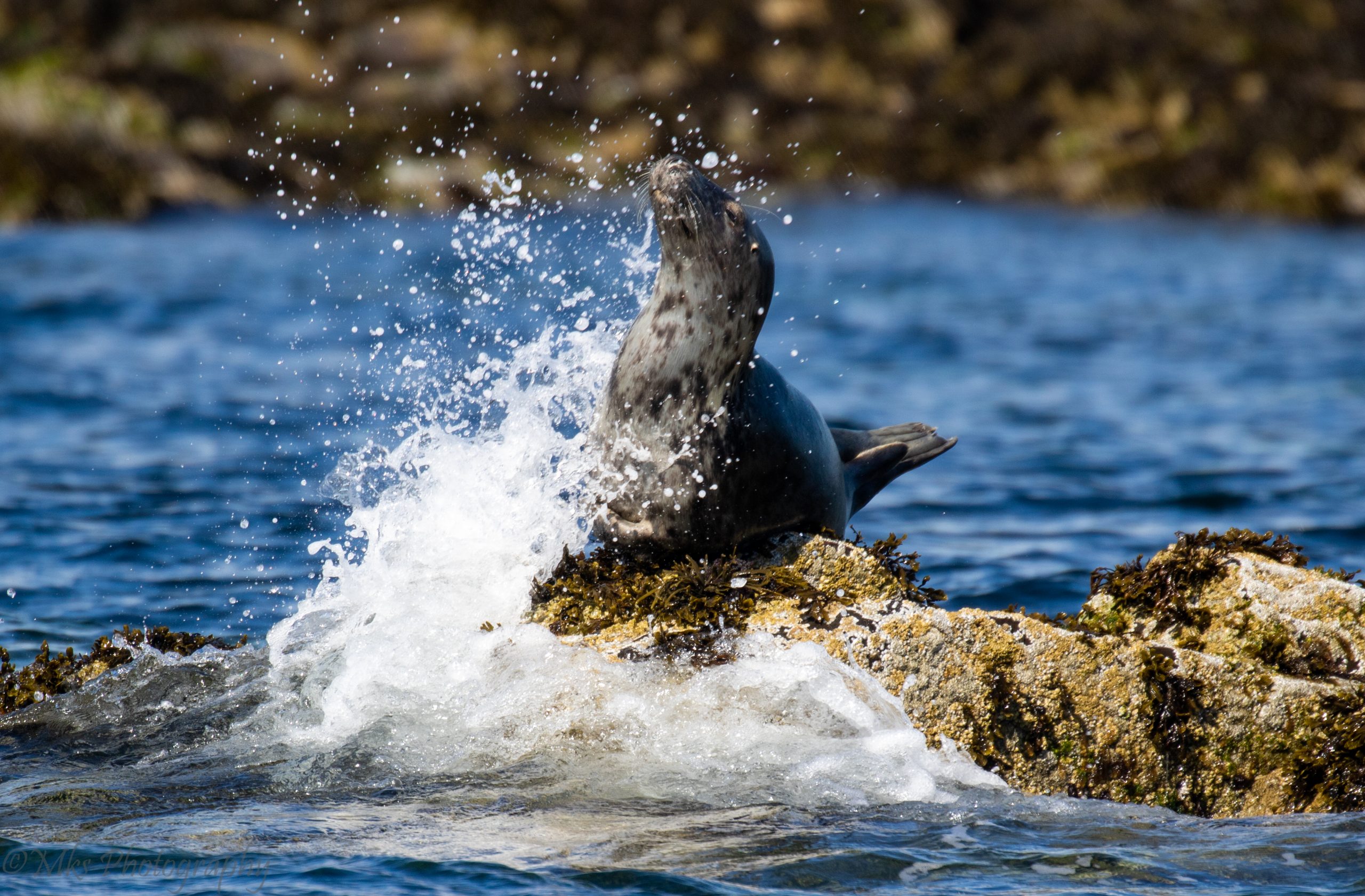 Grey Seal